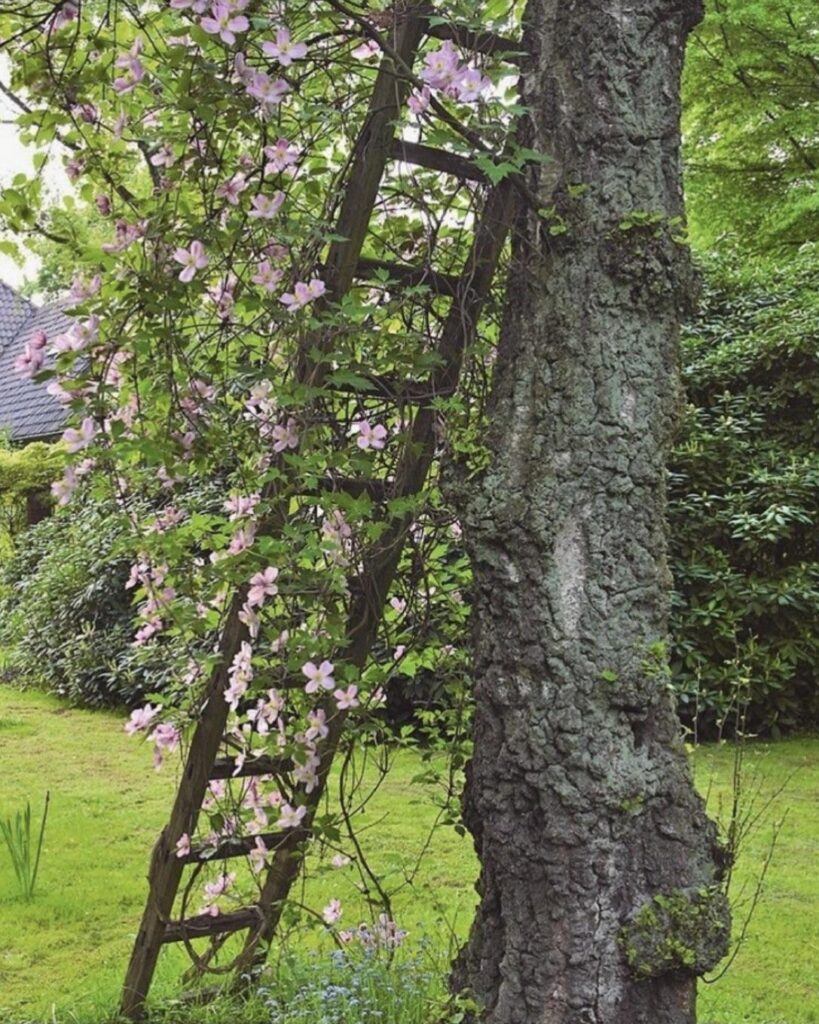 Saw this on Pinterest and am trying to do the same thing, except with a native climbing plant, preferably perennial. Any recommendations?