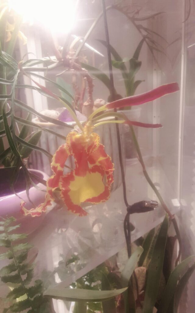 First bloom
