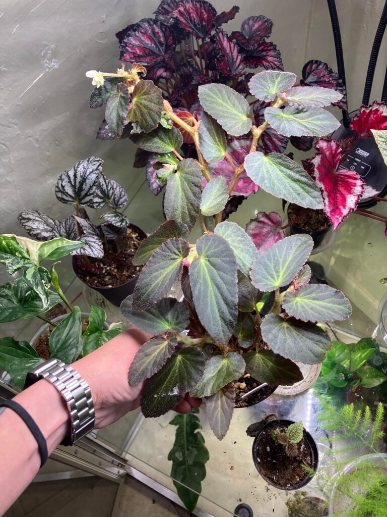 3 month update on my Brazilian lady begonia (begonia withlacoochee)