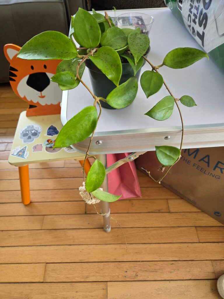 Hoya Pottsii arrived with mealies Hoya Pottsii arrived with mealies