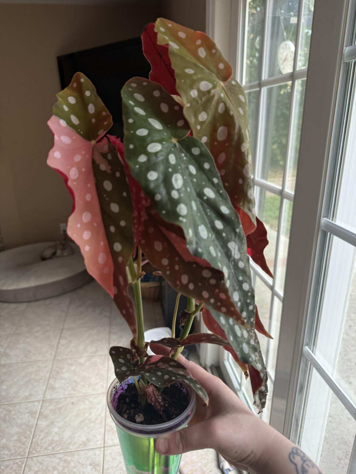 Begonia Maculata Pink Variegated 🩷