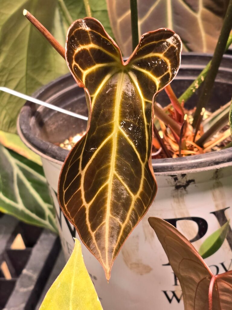 A leaf in 3 parts