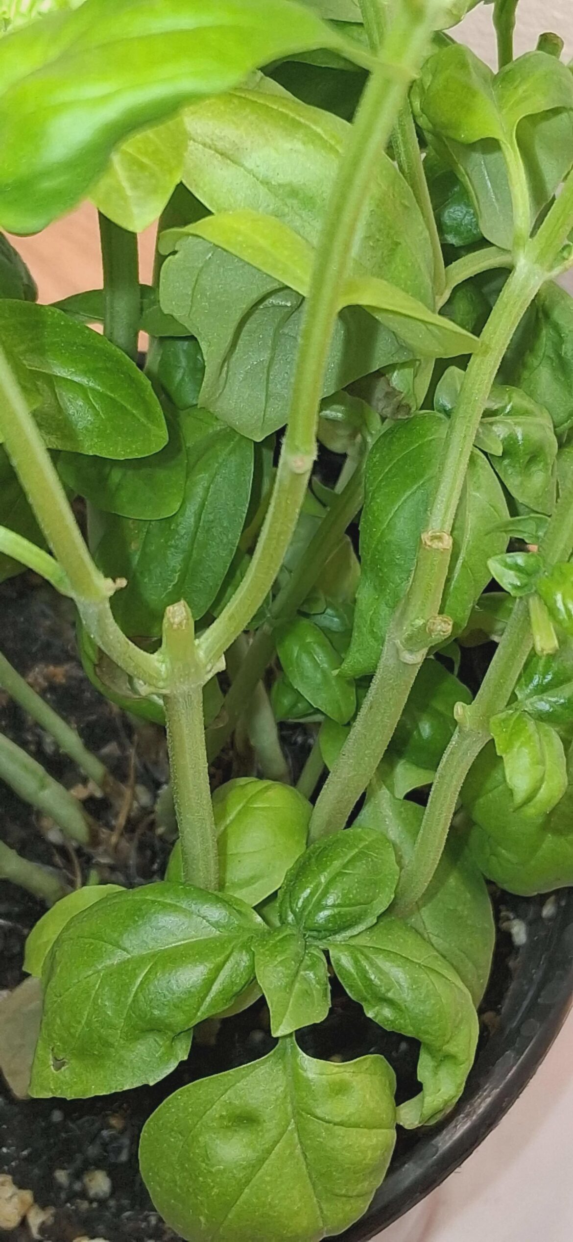 Why is my basil's stem not growing again after cutting it off before the other leaf?