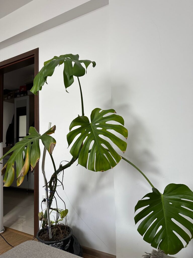 Help me save my grandma’s Monstera. It means a lot to me 💔 Help me save my grandma’s Monstera. It means a lot to me 💔