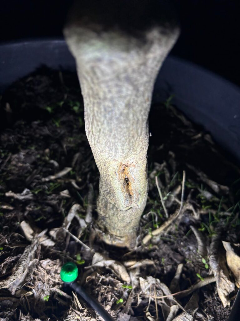 Help with mandarin tree