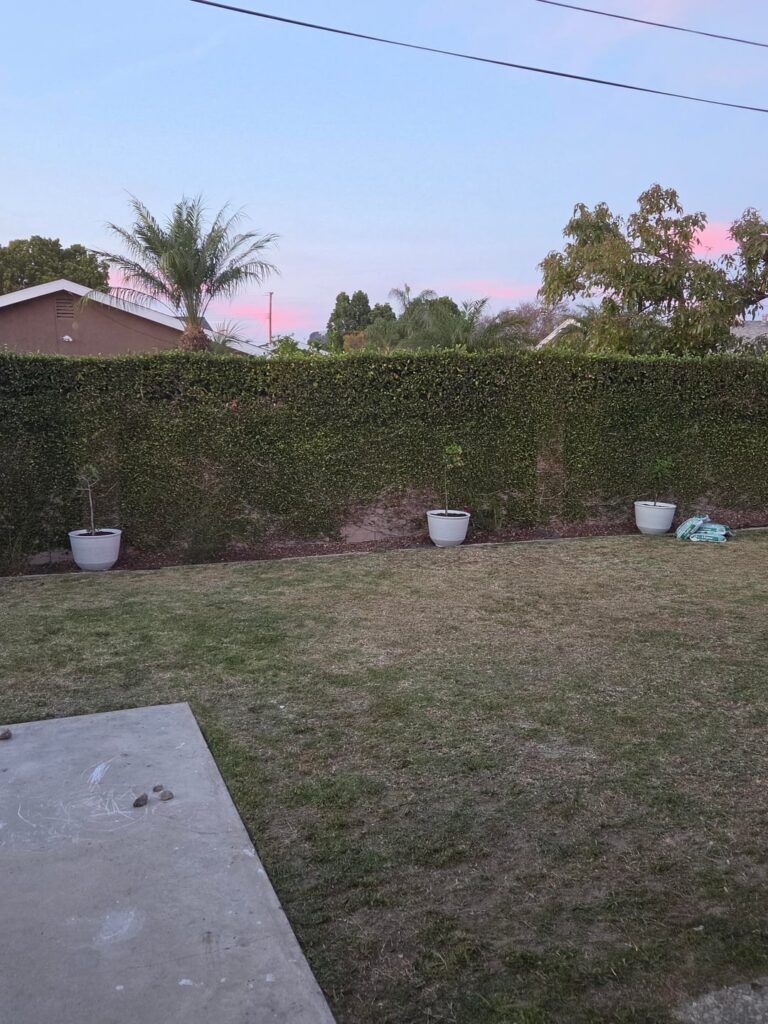 Irrigation and Marathon Sod Installation (Before and After)