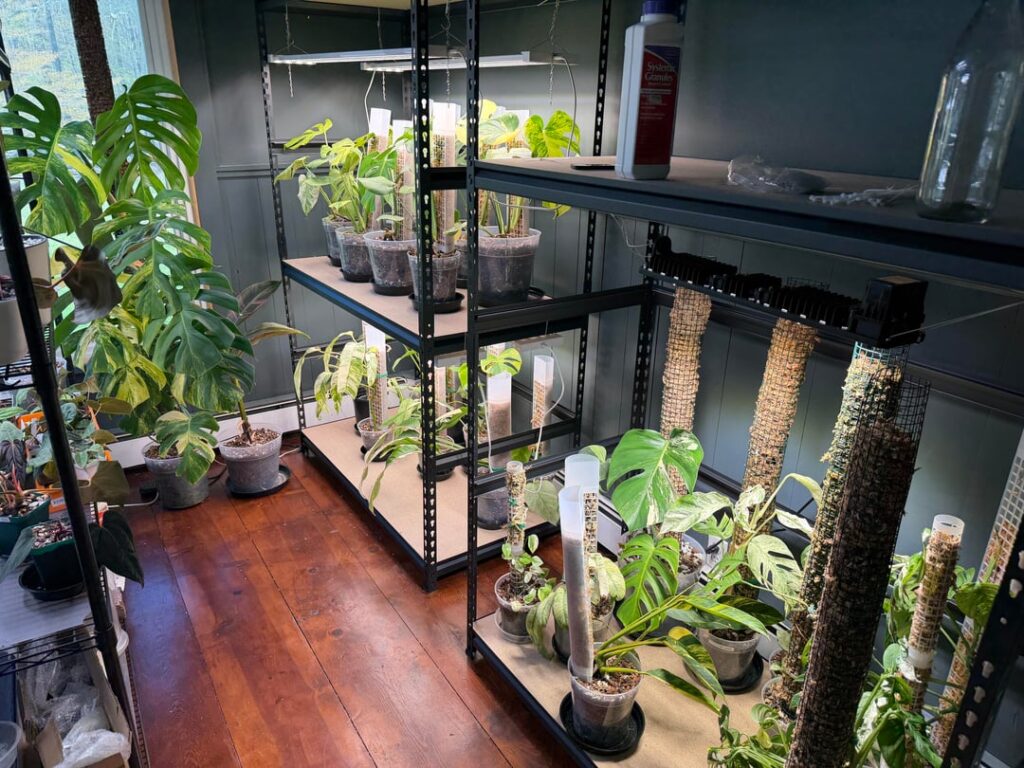 Monstera growing station