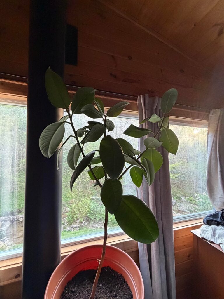 Are these leaves coming out on my rubber tree?