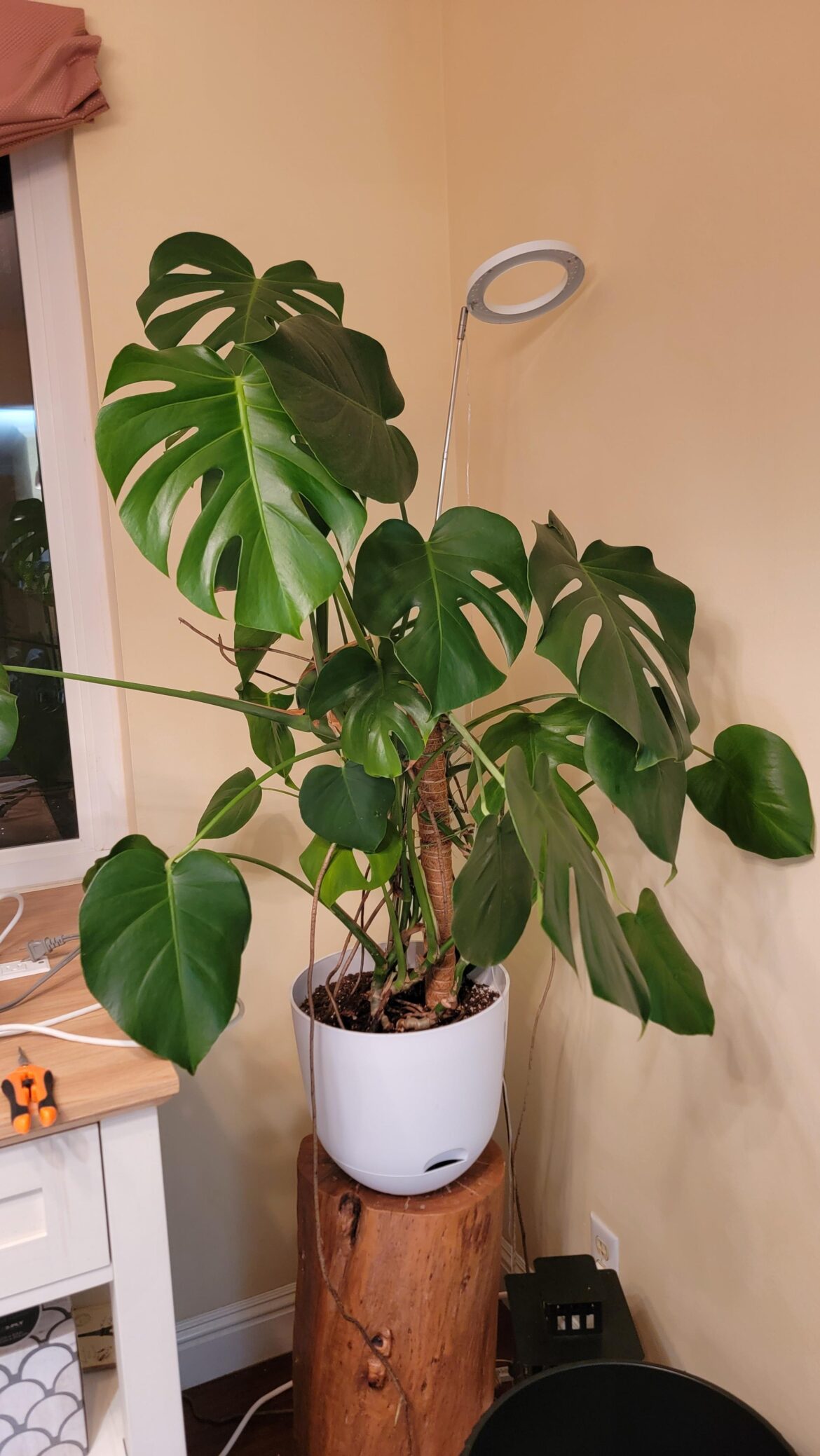 Pot Upsizing?