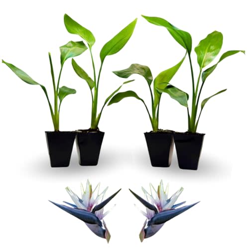Bird of Paradise Plants Live (4-Pack), Strelitzia Plants With Perennial White Flowers, Indoor/outdoor Plants, Exotic Tropical Decor, Not Artificial, 6-10