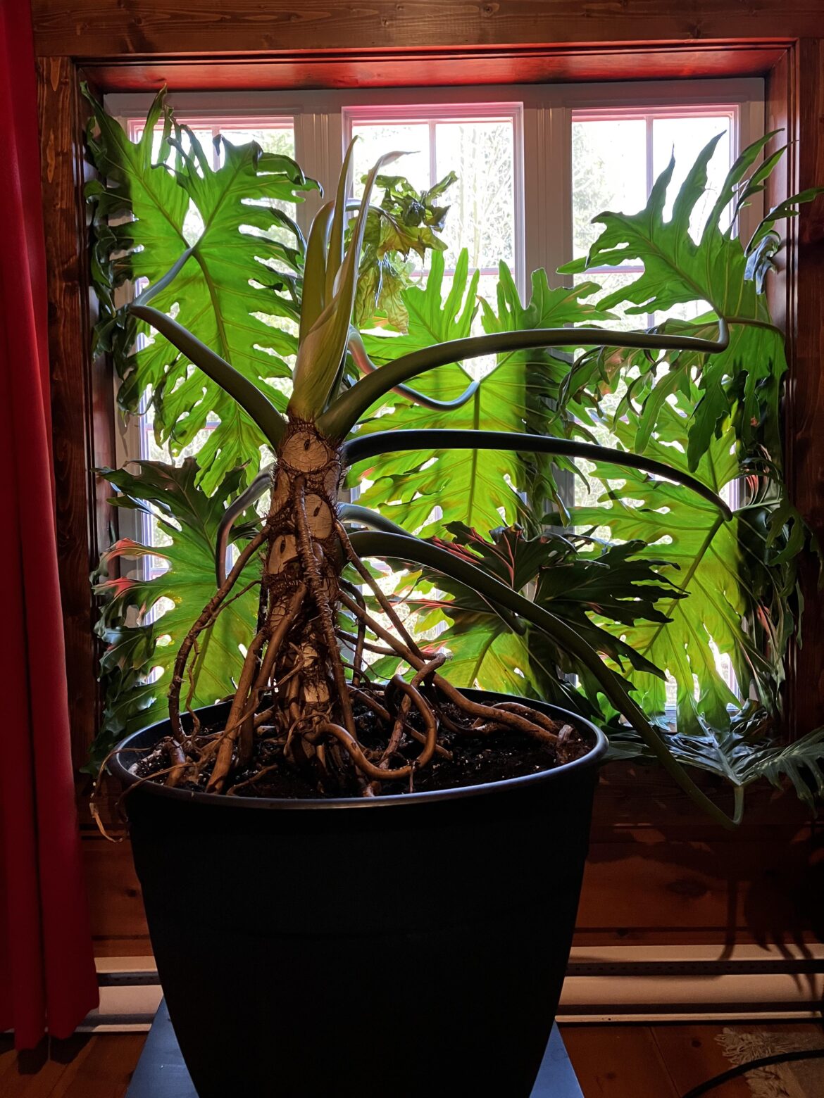 How should I manage a large philodendron? How should I manage a large philodendron?