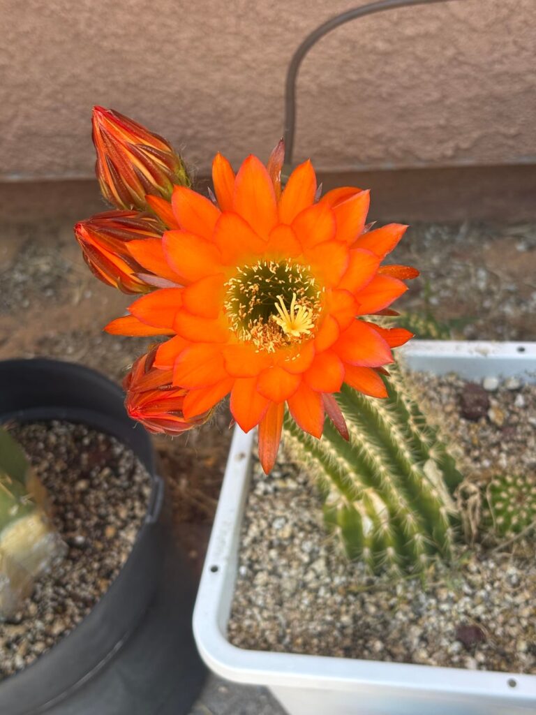 Trichocereus hybrid cv Arizona Sunset.