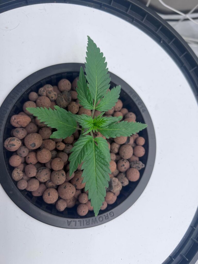 Possible root rot?