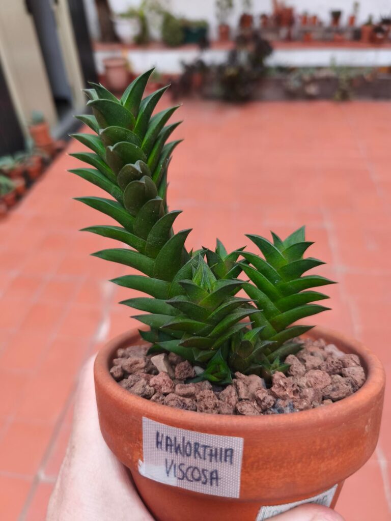 H. Viscosa