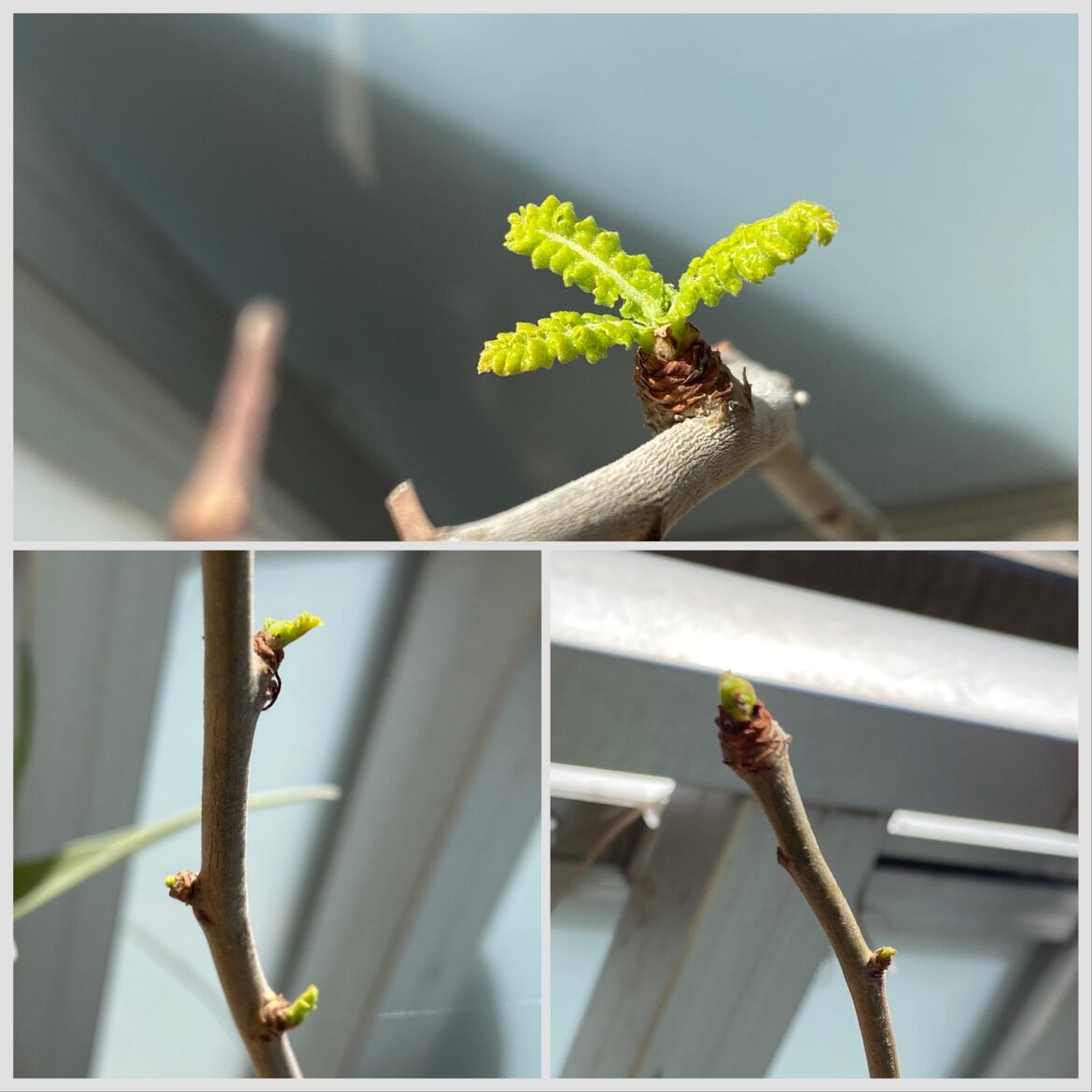 Boswellia sacra awakens