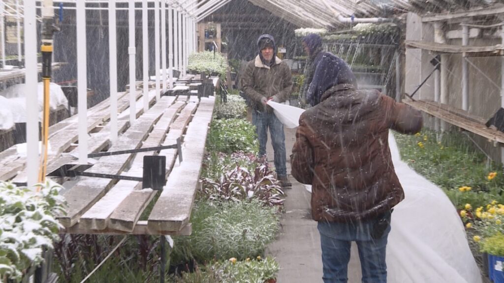 Garden centers race to protect plants ahead of spring snow Garden centers race to protect plants ahead of spring snow