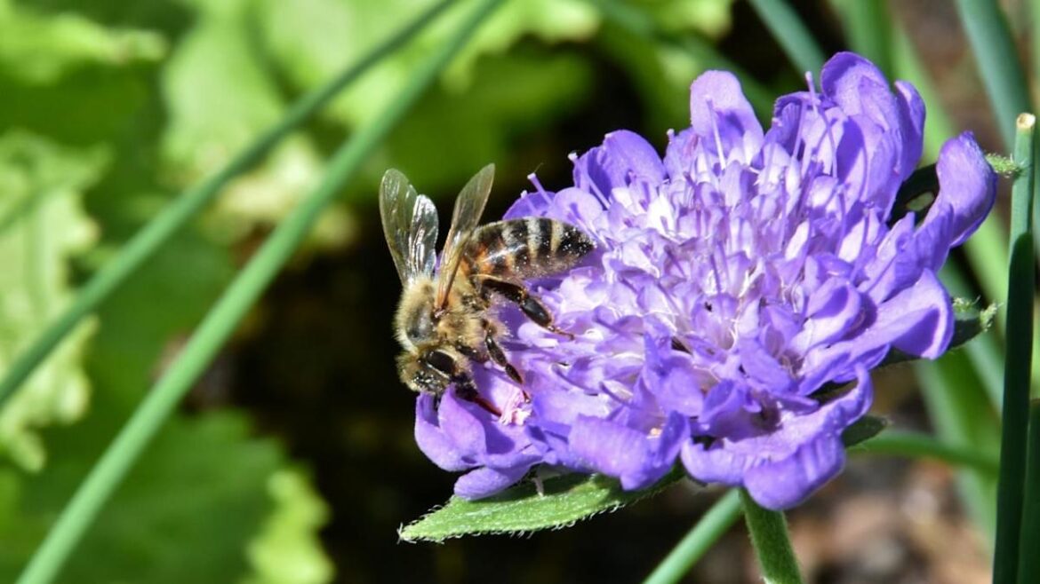12 No-Fuss Plants That Attract Bees to Your Yard 12 No-Fuss Plants That Attract Bees to Your Yard