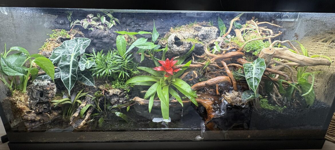 1 week into my first paludarium