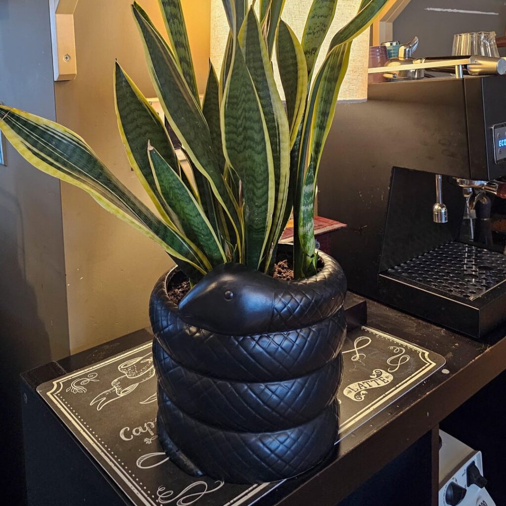 I found the perfect pot for my Dracaena Trifasciata