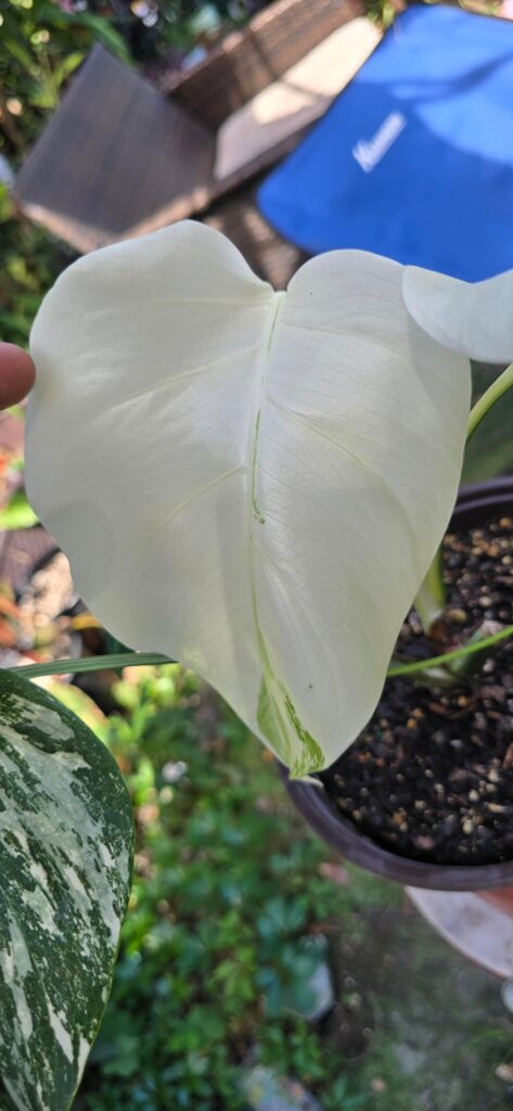 My albo surprised me with a mostly white leaf.