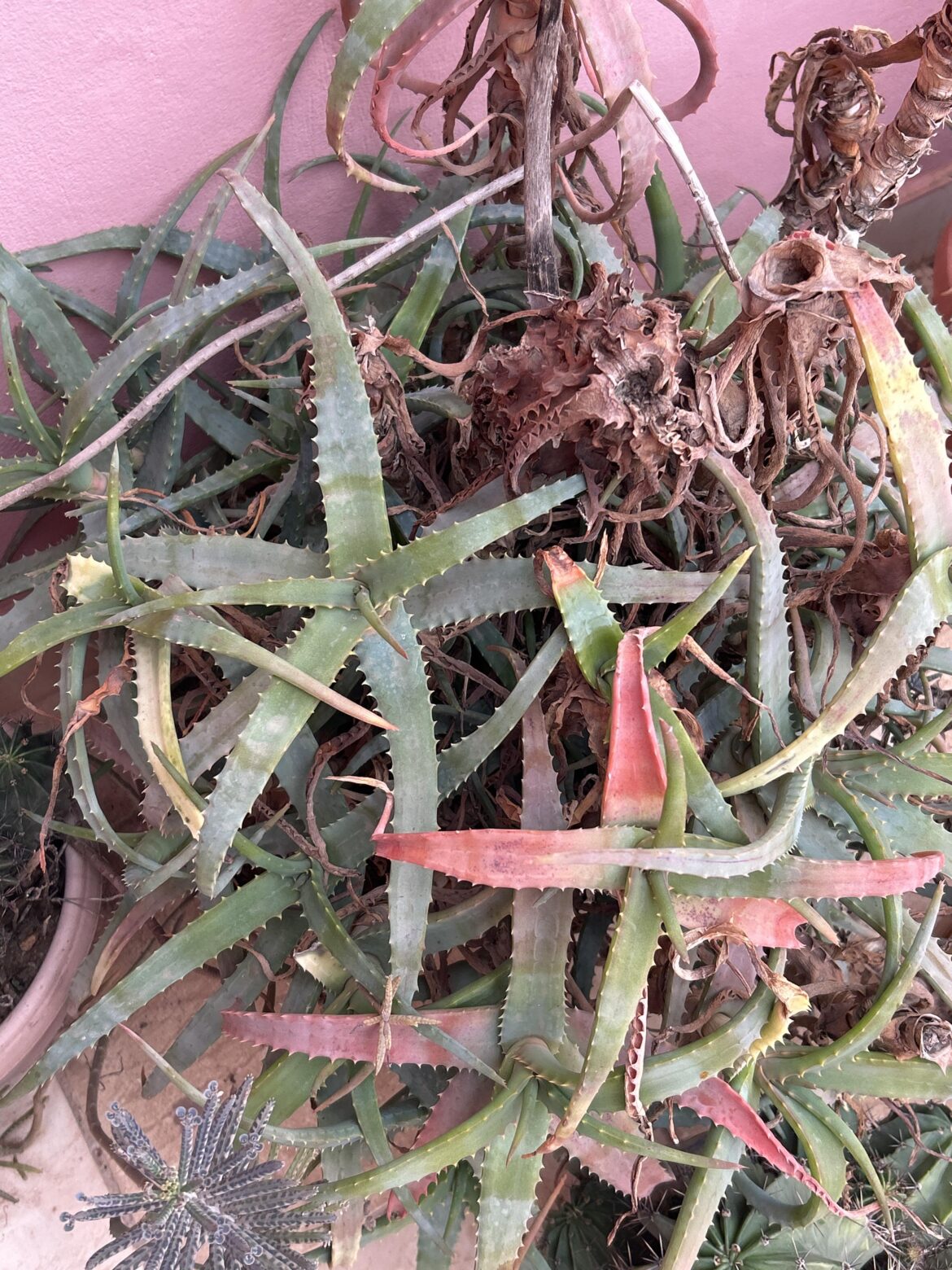 is this aloevera?