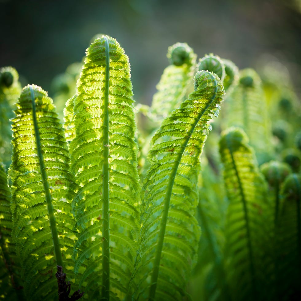 ostrich fern