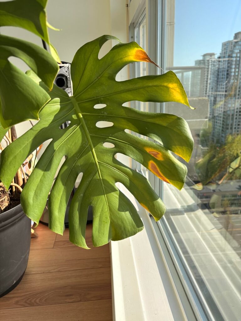 Concerned about yellowing spots