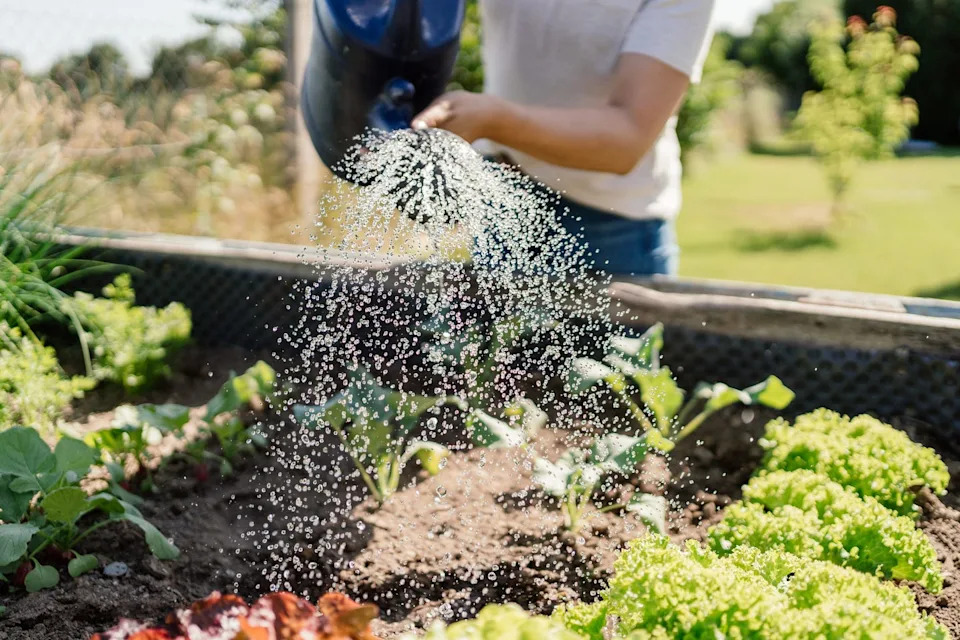 Watering vegetables in a garden.