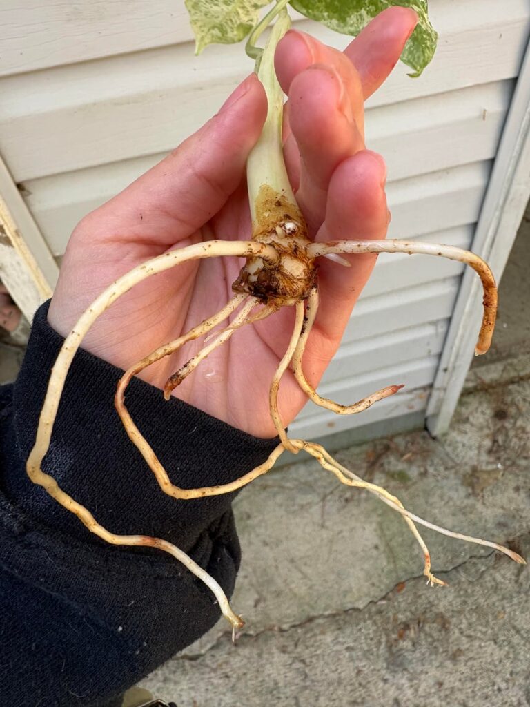 Is this ok?