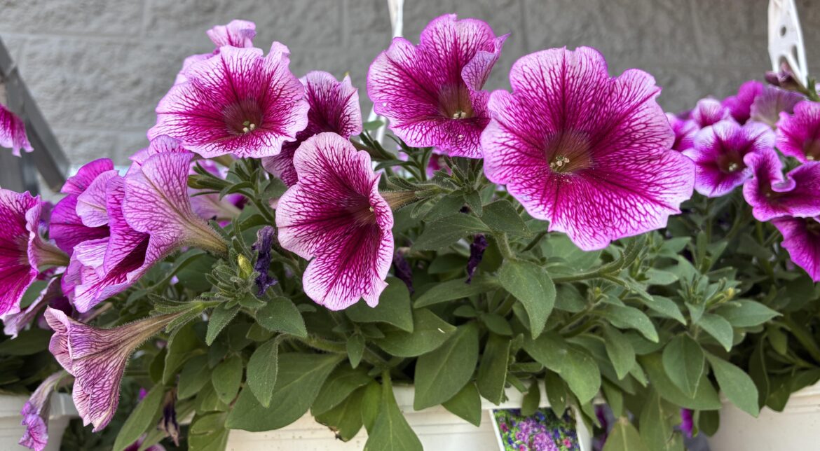 Petunias (Petunia x Hybrida) [OC]