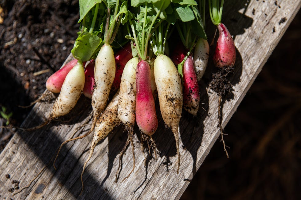 fast growing vegetables freshly picked bunch of radishes