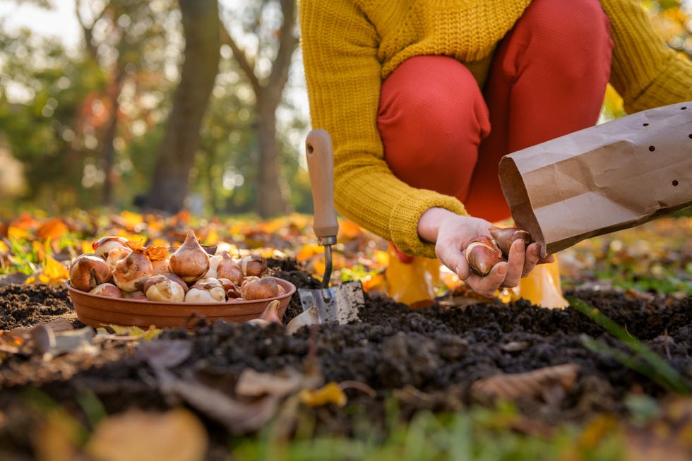 Woman planting tulip bulbs in a flower bed during a beautiful sunny autumn afternoon. Growing tulips. Fall gardening jobs background. Woman planting tulip bulbs in a flower bed during a beautiful sunny autumn afternoon. Growing tulips. Fall gardening jobs background.