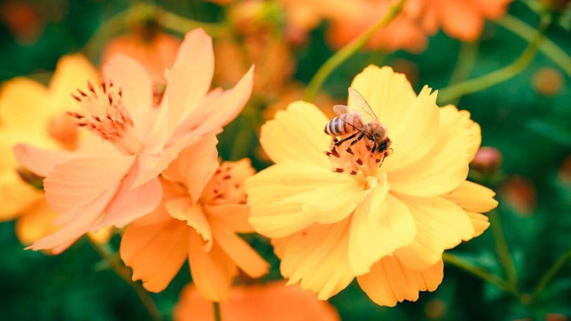 11 Flowering Annuals That Bees Love 11 Flowering Annuals That Bees Love