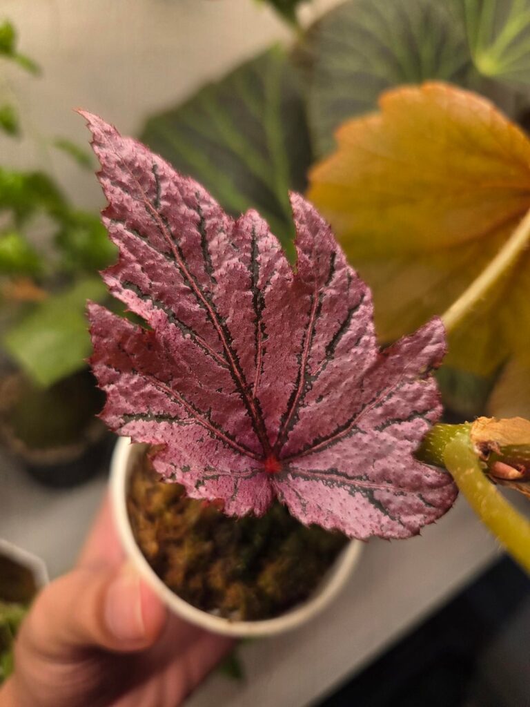 Any ID on this Pink Cane?