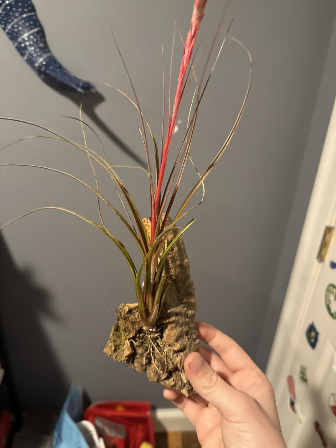 This is the airplant i found it florida and yes i checked its not a giant airplant so its legal, i just would like to know why it looks dry and like it could snap and dying even 20 minutes after i water.
