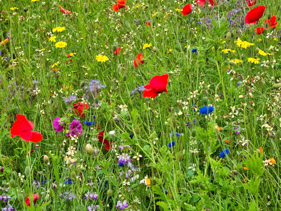 a colourful collection of wild flowers