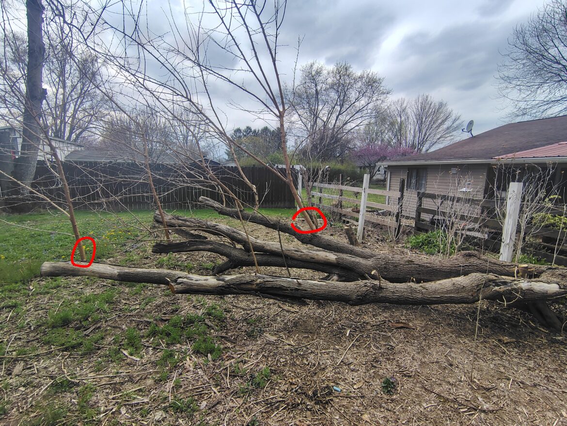 Mulberry tree question