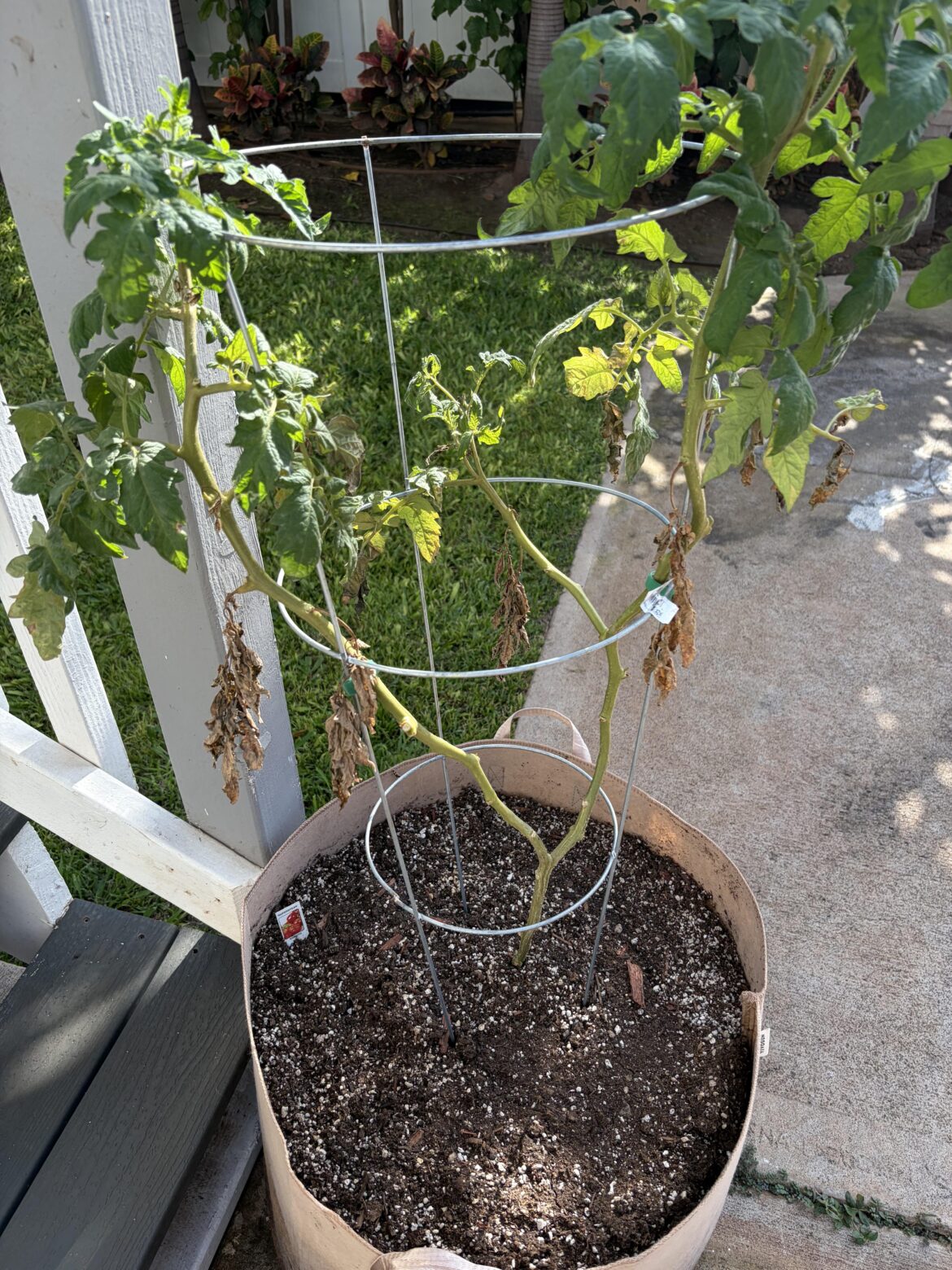 need some tomato detectives
