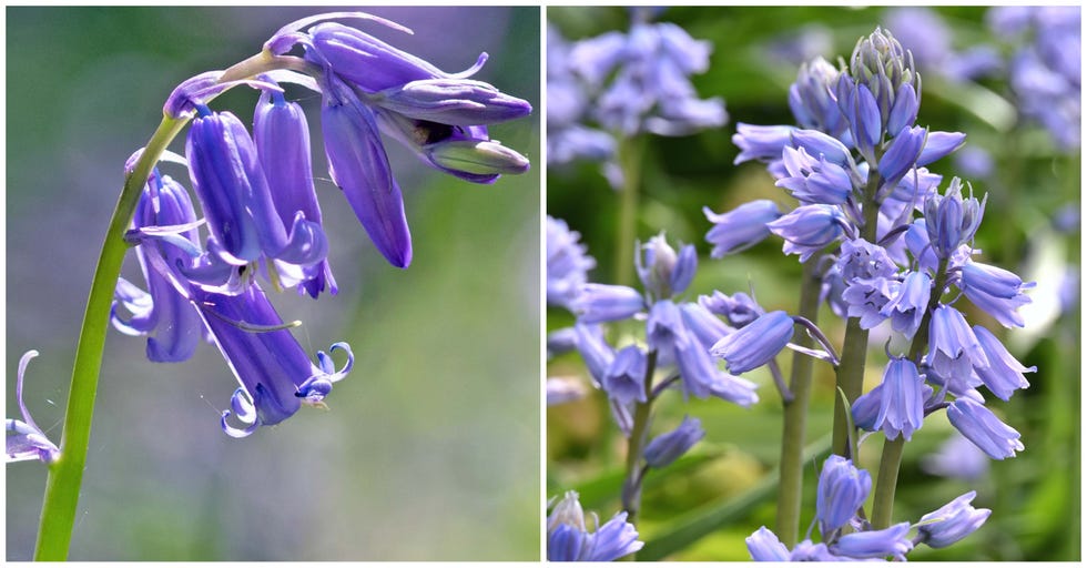 Bluebell varieties closeup views of bluebell flowers displaying purple blooms