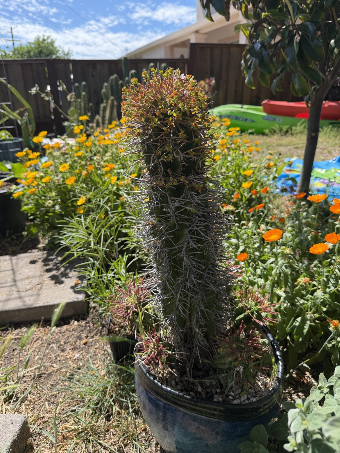 My euphorbia horrida hybrid in full bloom