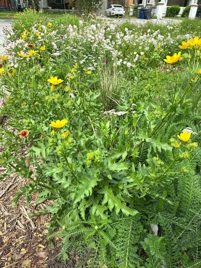 I’m so proud of my garden