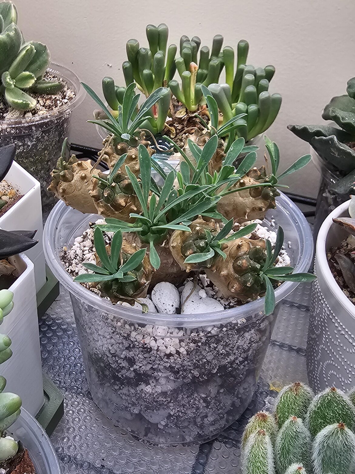 Help me with my friend π is he a caudex? Watering advice? Help me with my friend π is he a caudex? Watering advice?