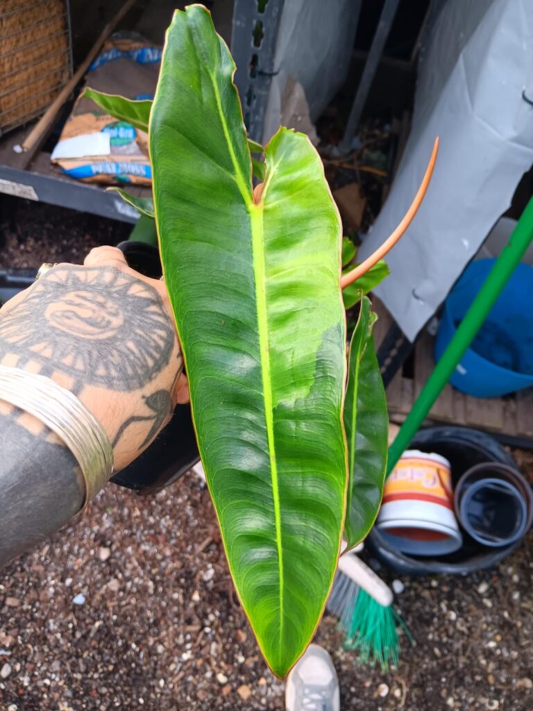Ever drop $250 on a variegated billietae and a week later find one at the garden ceter for $20?