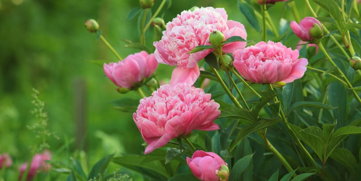 11 Garden Jobs To Tackle In May – Including The ‘Chelsea Chop’ For Late-Flowering Perennials 11 Garden Jobs To Tackle In May – Including The 'Chelsea Chop' For Late-Flowering Perennials