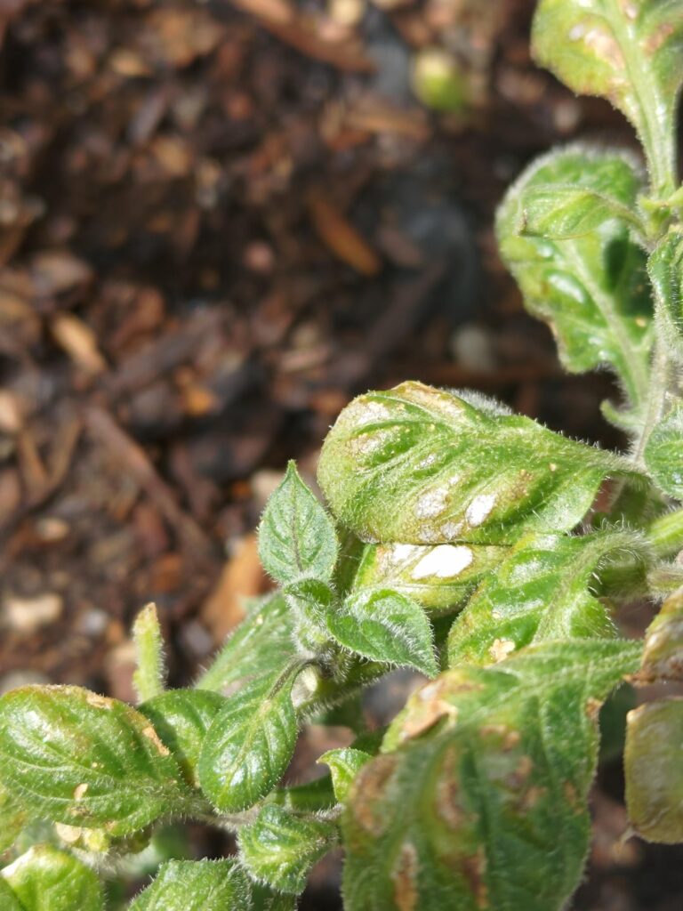 Orange Manzano seedling with wild overgrowth
