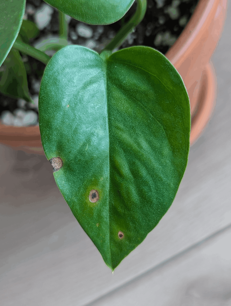 What’s causing these dried brown spots on my pothos? What's causing these dried brown spots on my pothos?