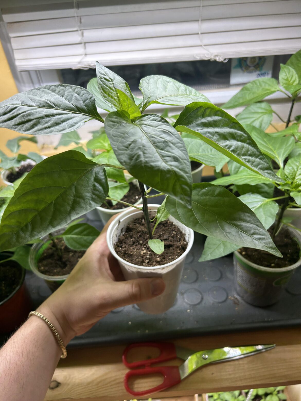 Finally figured out Pepper Seedling Growing (7.5 Weeks old)