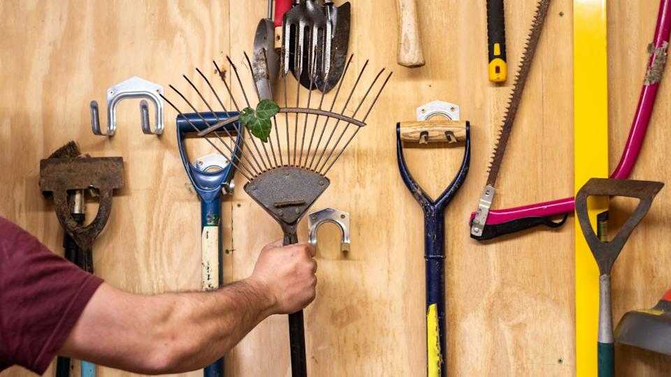 Man's arm takes lawn and leaf rake off wooden wall with various hanging DIY garden tools inside shed. Tools include shovel, hammer, fork, trowel, spirit level measure, saw etc.