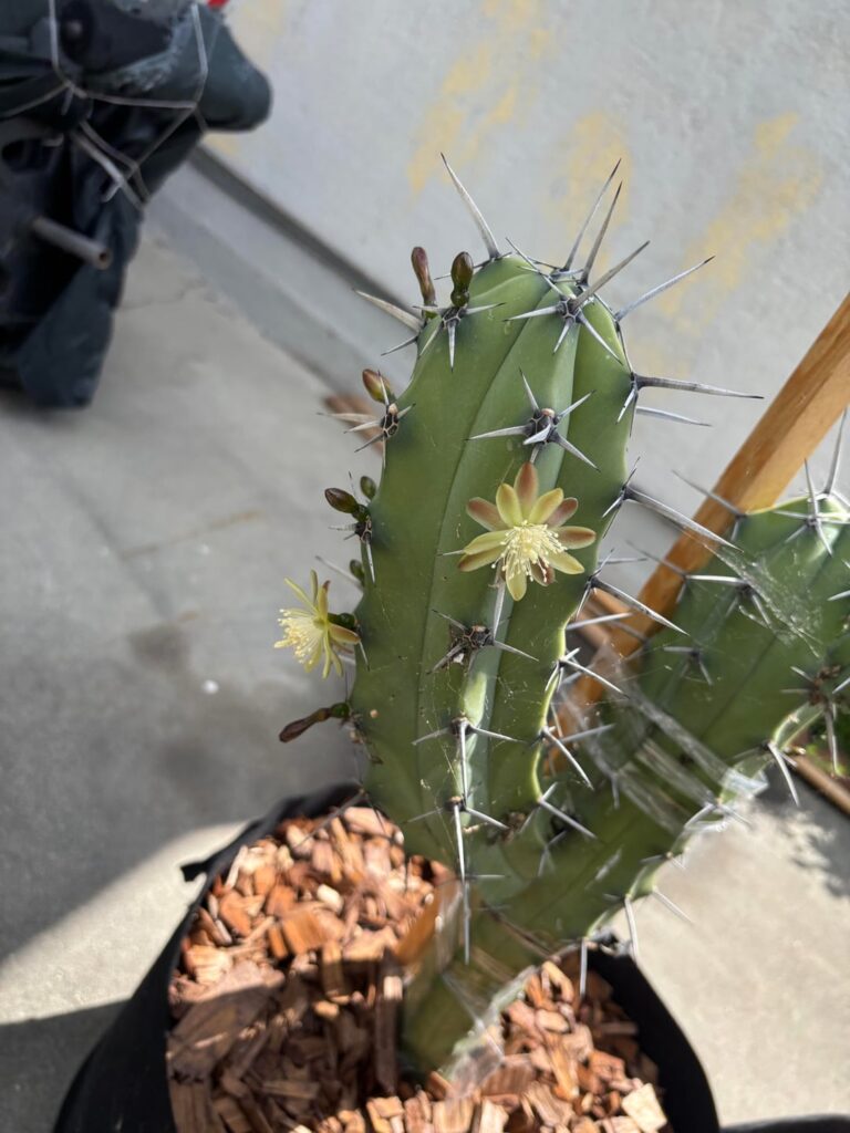 Blooming Myrtillocactus geometrizans Cactus!