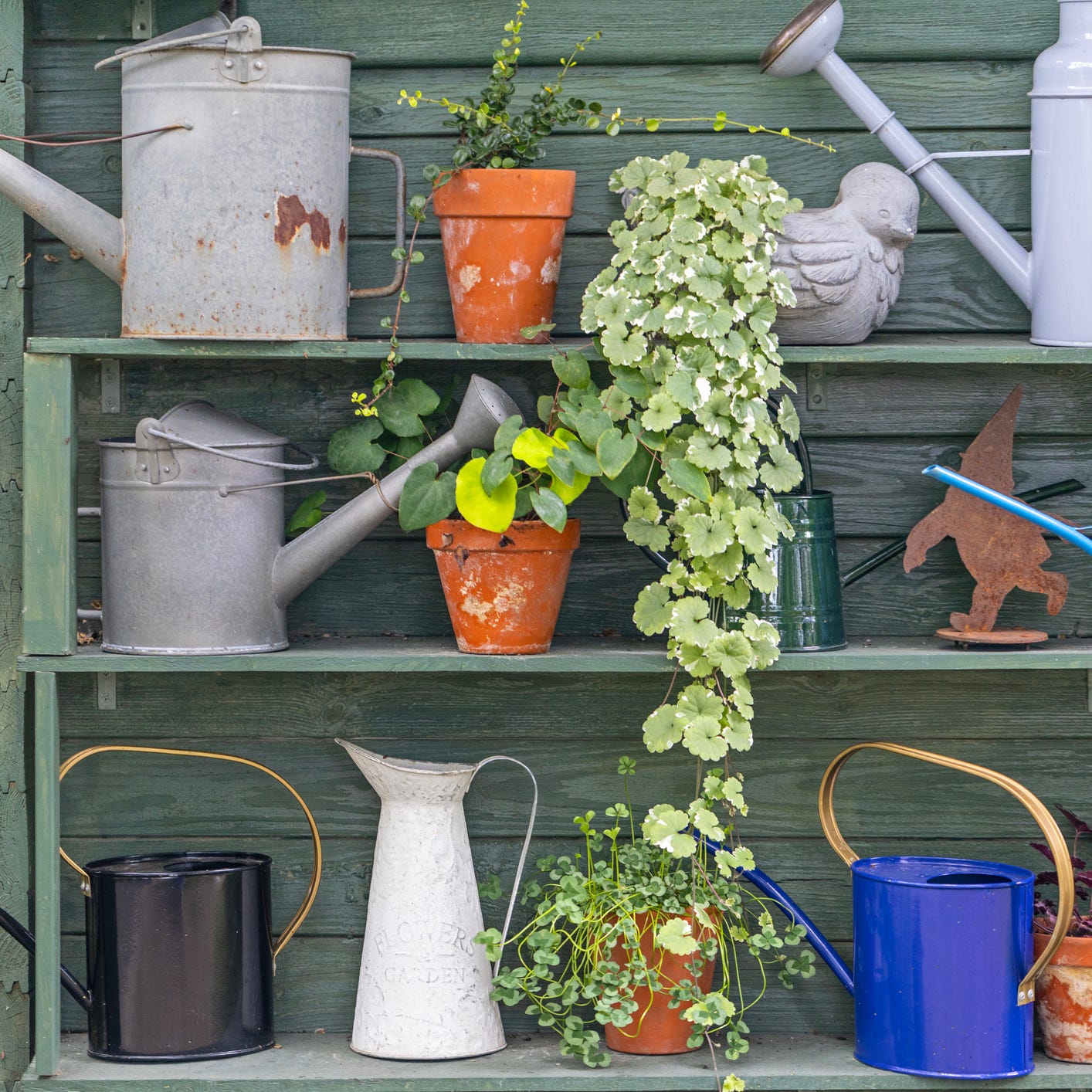 various watering cans on shelves in a garden shed